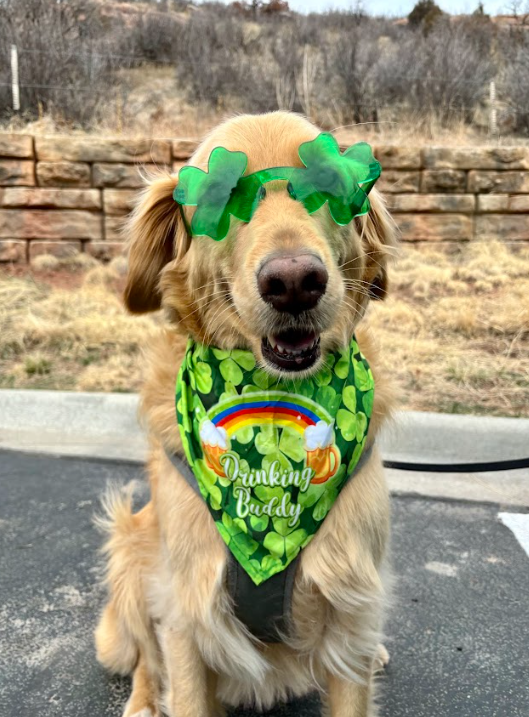 Golden retriever wearing green bandana and novelty glasses