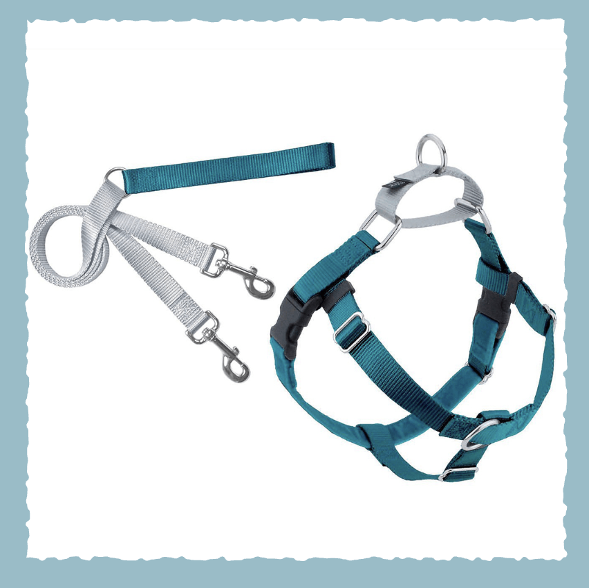 Teal dog harness and leash set on white background