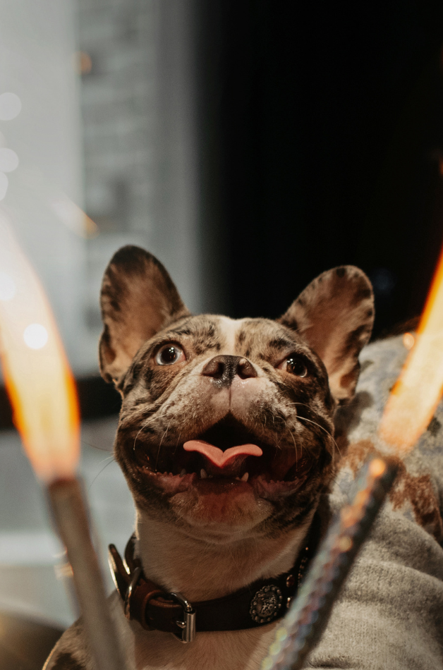 French bulldog close-up with warm lights in background