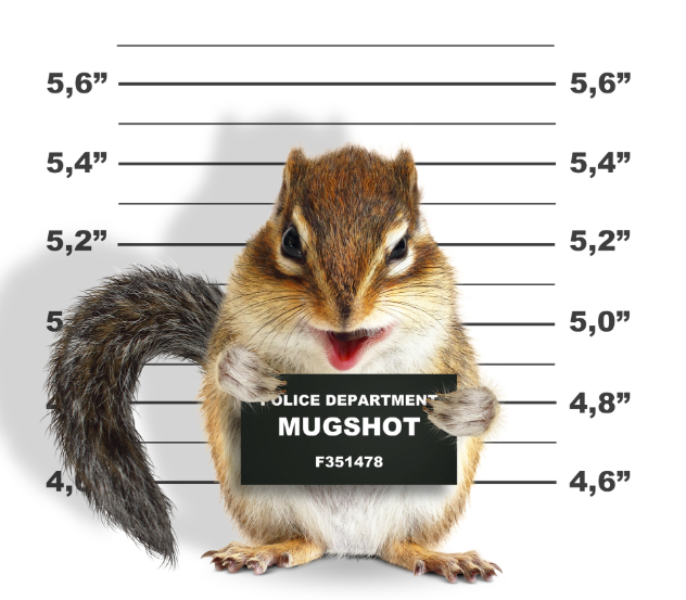 Chipmunk mugshot-style graphic with measurement lines (decorative)