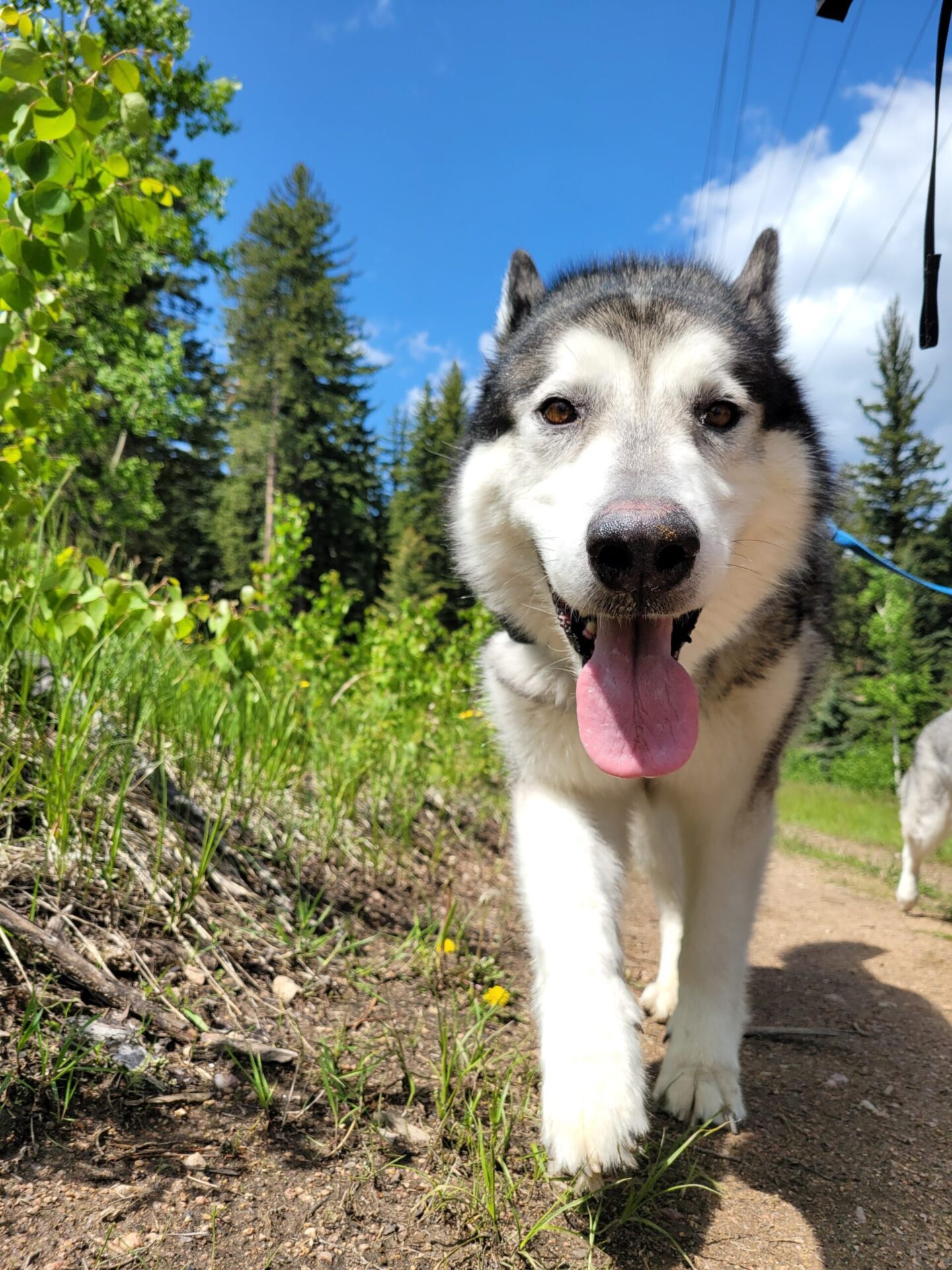 Husky walking toward camera on forest trail, tongue out