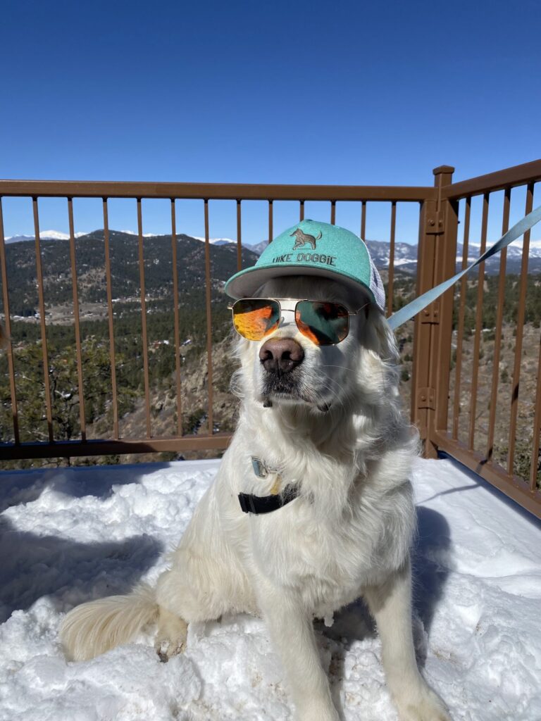 Dog wearing sunglasses sitting on deck outdoors