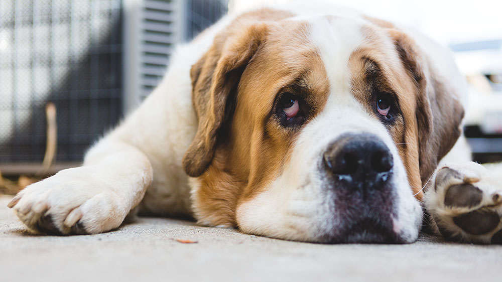 Saint Bernard resting indoors, close-up portrait
