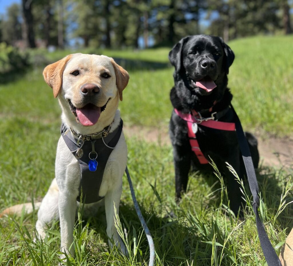 Yellow lab and black dog standing together in grassy field