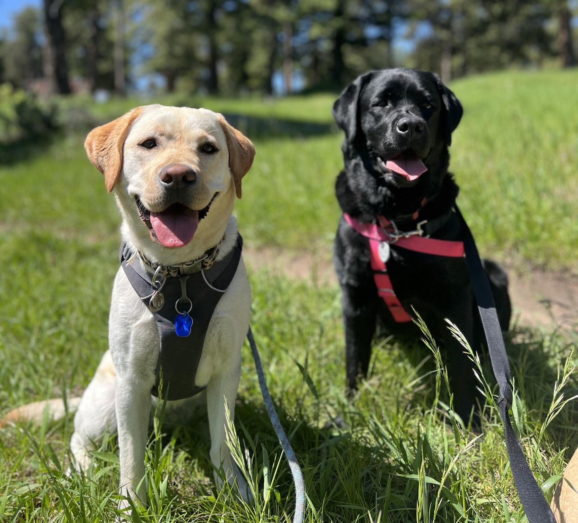 Yellow lab and black dog standing together in grassy field