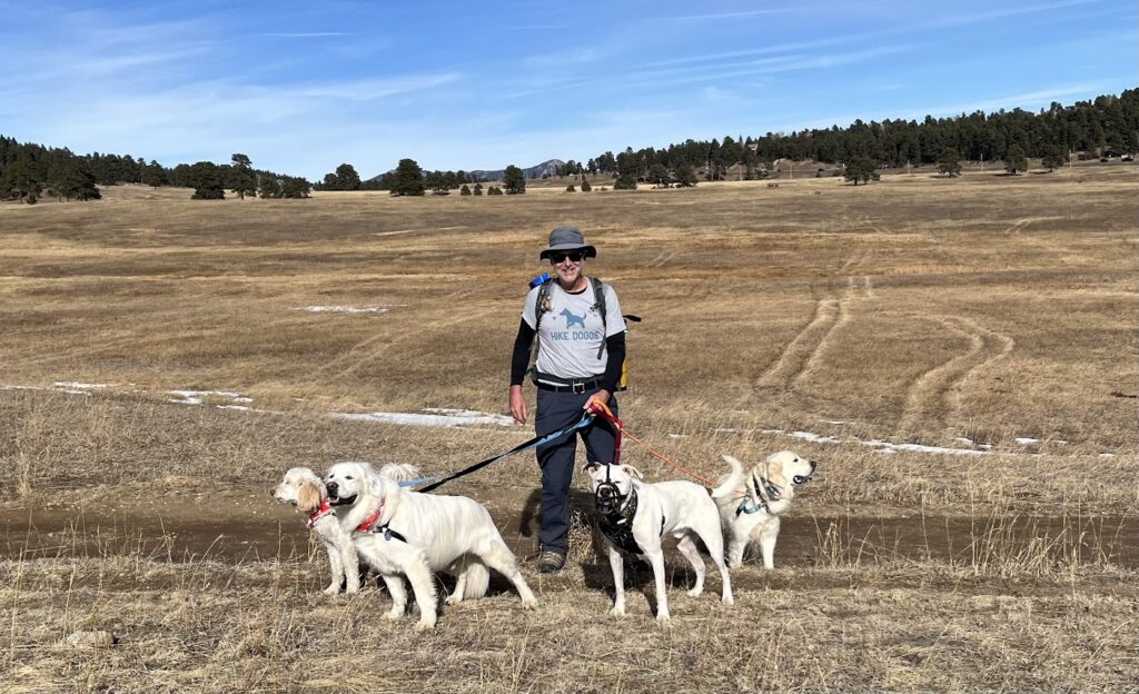 Handler leading pack of dogs across open field trail