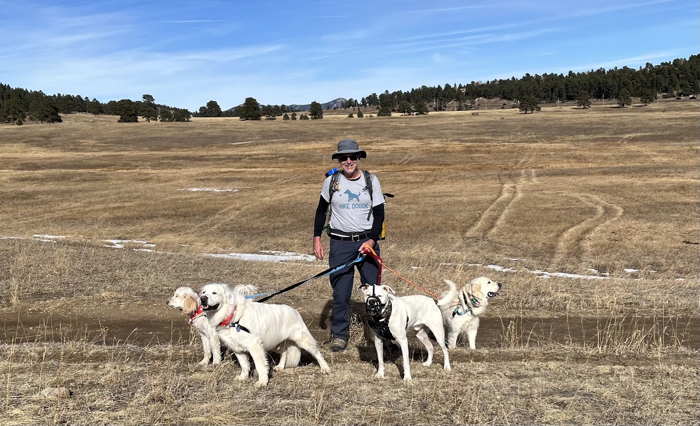 Handler leading pack of dogs across open field trail