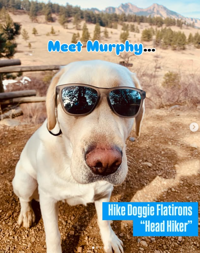White dog wearing sunglasses, “Meet Murphy” feature photo