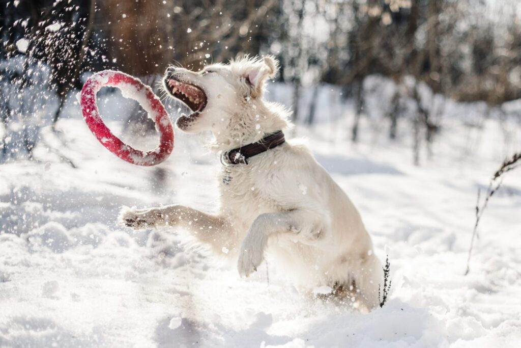 White dog jumping to catch toy in snowy yard