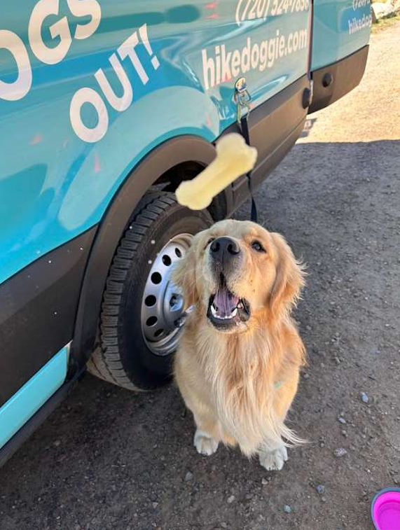 Two dogs standing near Hike Doggie van during pickup