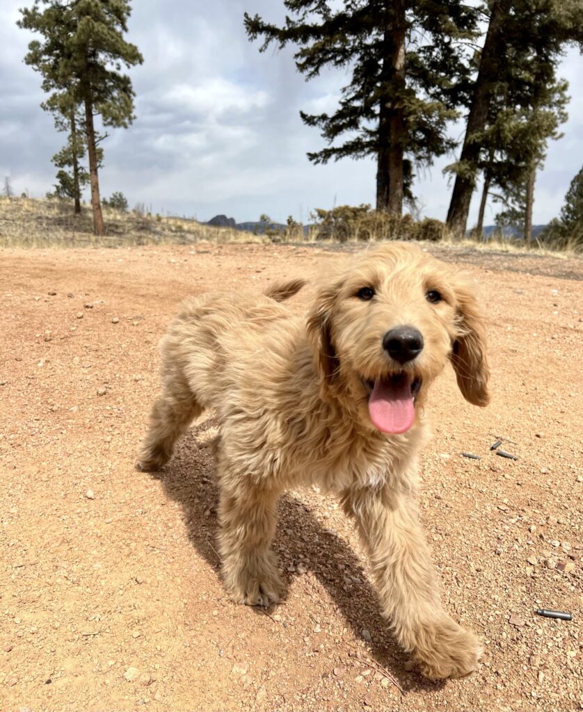 Golden doodle running happily on dirt trail