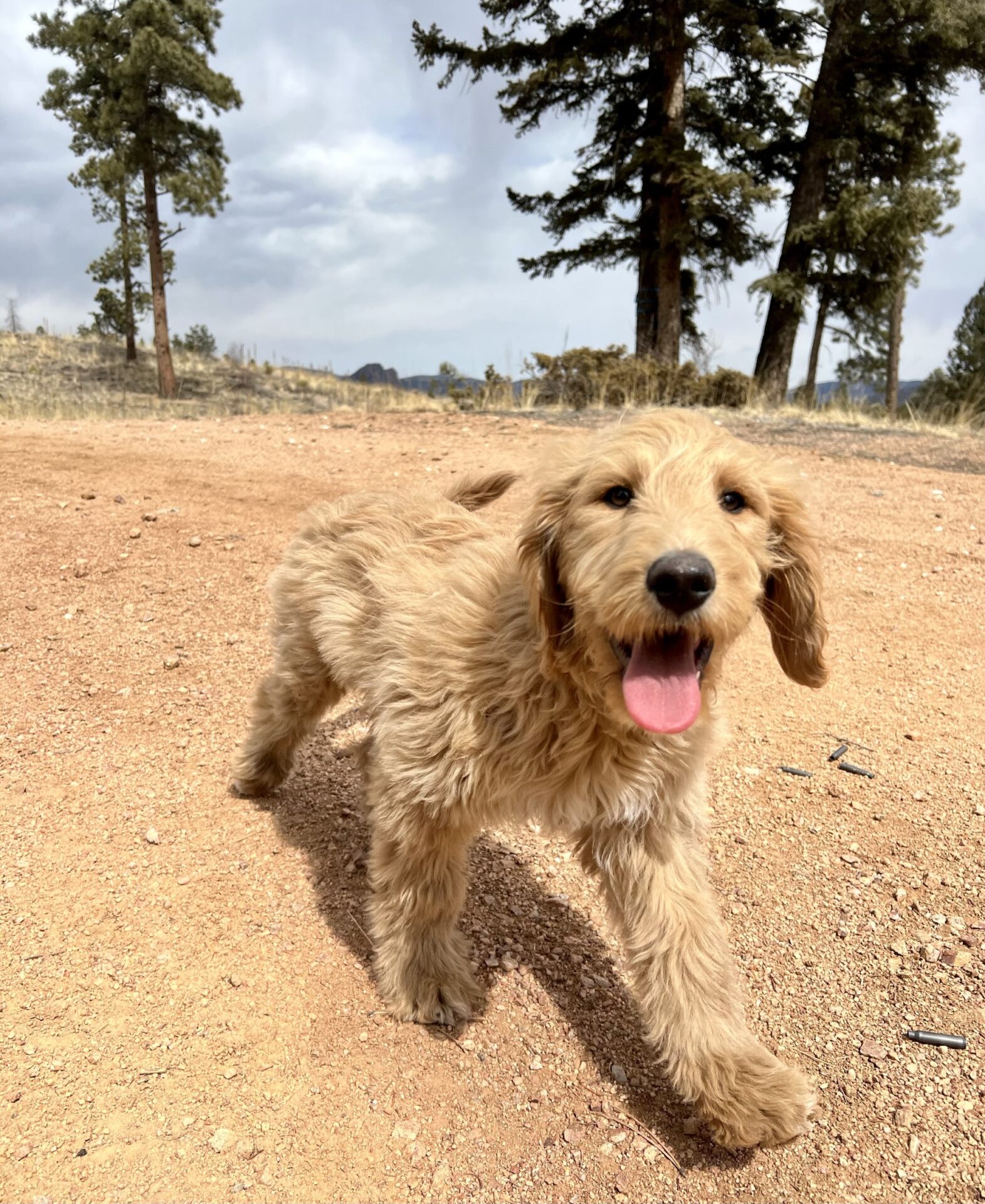 Golden doodle running happily on dirt trail
