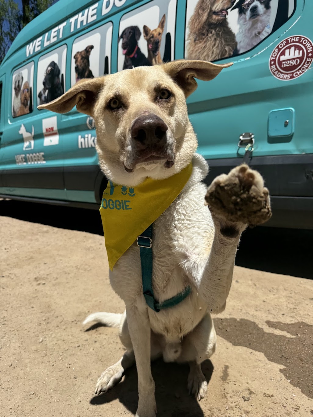 Dog wearing yellow Hike Doggie bandana raising paw
