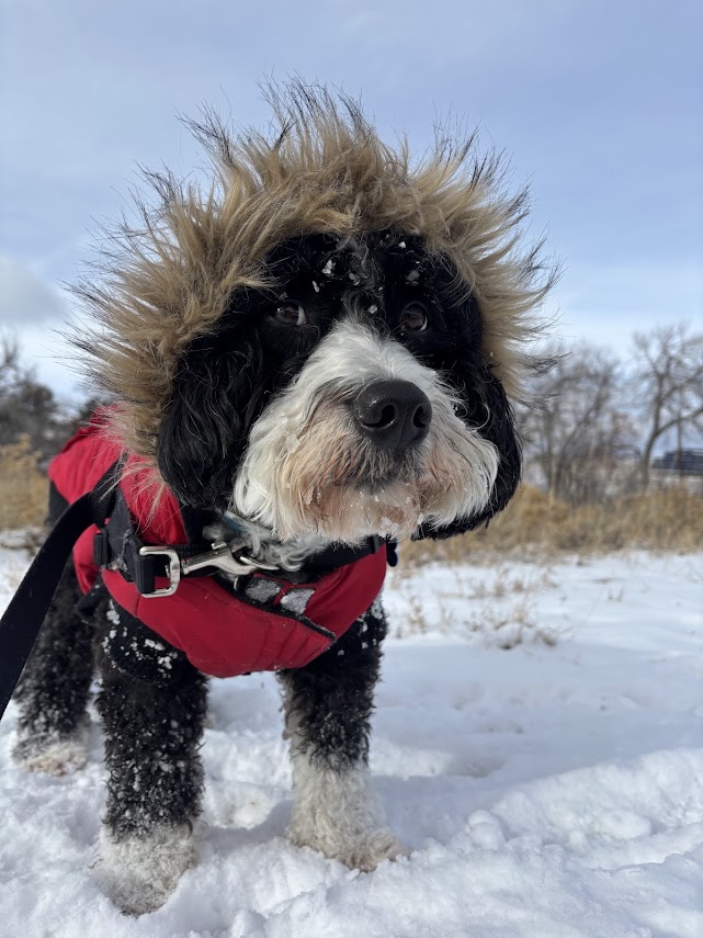 Black and white dog wearing red jacket in snowy weather