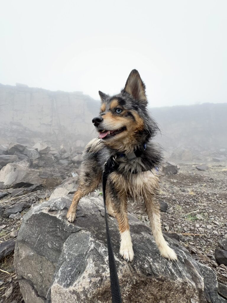 Shepherd mix standing on rocky mountain overlook