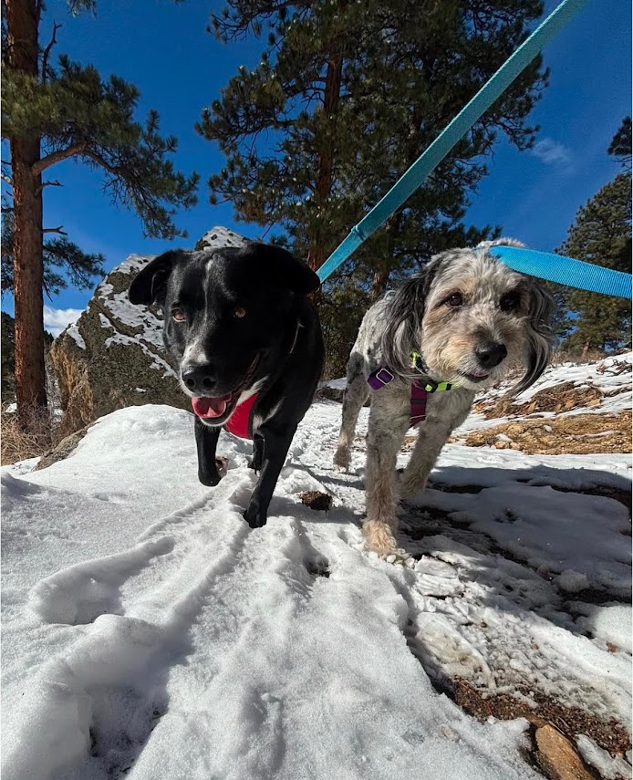Two dogs walking together through snowy trail