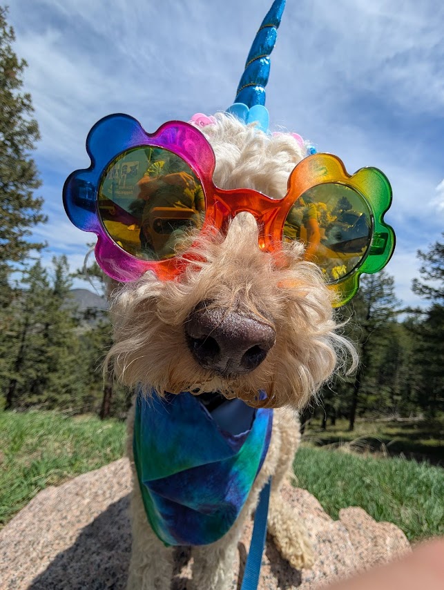 Dog wearing rainbow flower headpiece, playful portrait