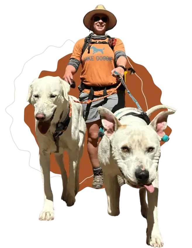 Handler walking two large dogs on leash, controlled pack walk