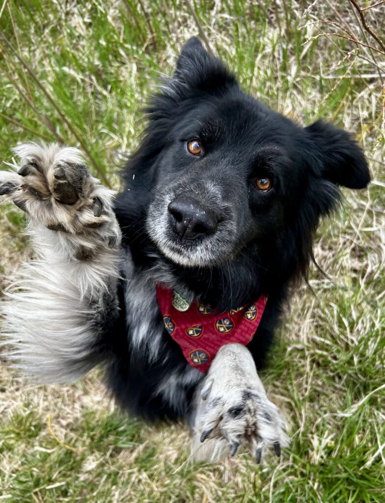 Black and white dog lying in grass raising one paw toward the camera, wearing a red bandana