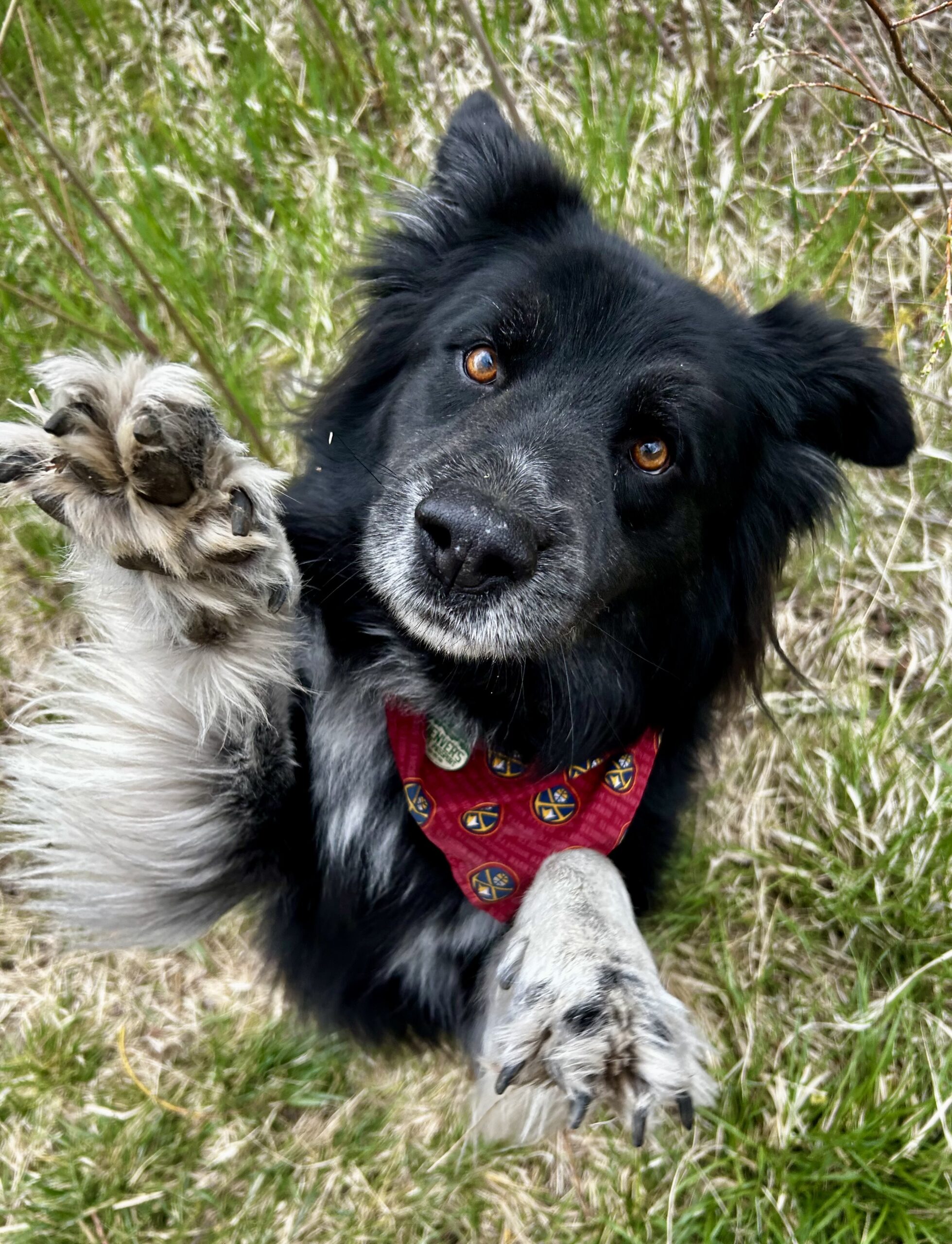 Black and white dog lying in grass raising one paw toward the camera, wearing a red bandana