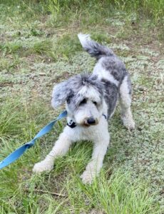 Gray and white sheepdog mix lying in grass on a blue leash