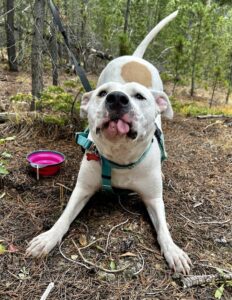 White dog with a teal harness stretching forward on a wooded trail with tongue out, paws extended