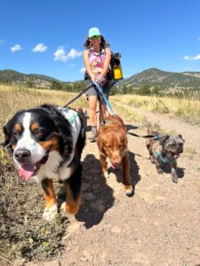 A hiker walking three leashed dogs, including a large tri-color dog, a golden retriever, and a small terrier mix, together on a sunny trail