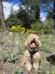 Tan poodle mix sitting happily with tongue out among yellow wildflowers on a hike
