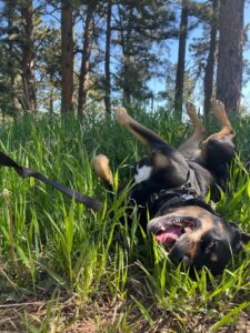 Black and tan dog rolling on its back in tall green grass on a fall trail