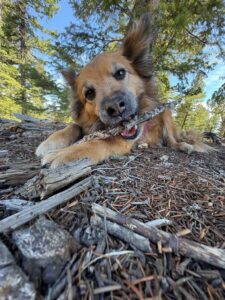Dog lying in the forest chewing on a stick, surrounded by pine trees
