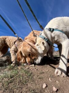 Three leashed dogs sniffing the ground together on a sunny fall trail