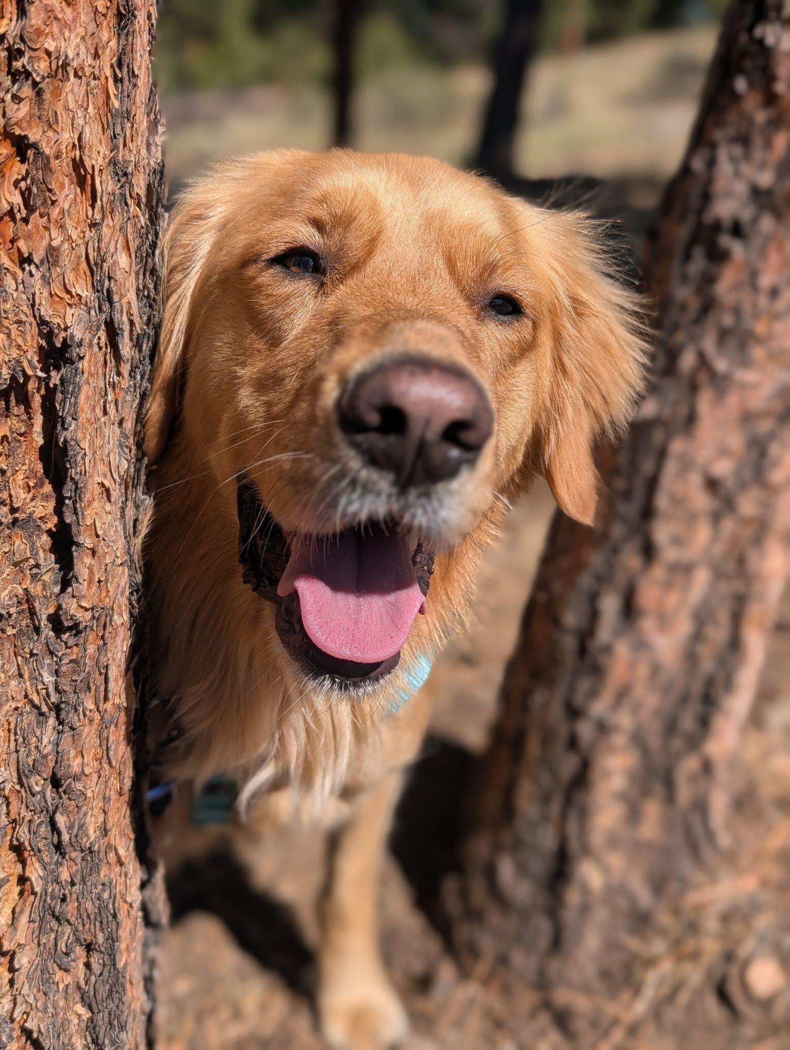 Golden retriever peeking between two pine trees with tongue out on a fall hike