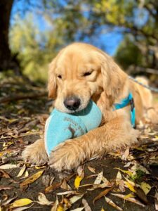 Golden retriever puppy chewing a teal Hike Doggie toy while lying in fallen leaves
